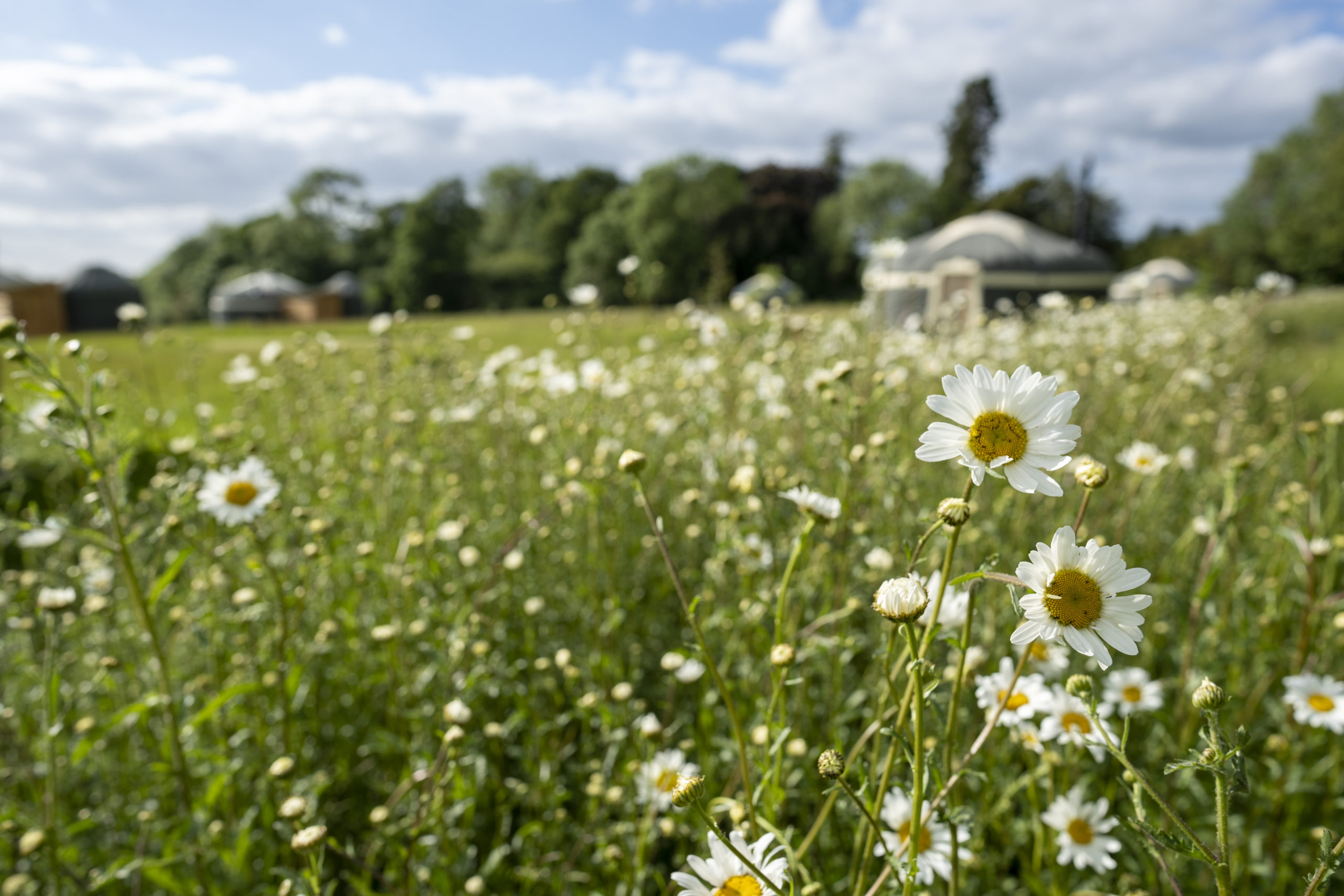 Luxury glamping yurt Norfolk