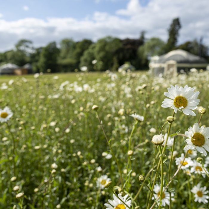 Luxury glamping yurt Norfolk